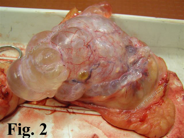 Tumori ovarici della cagna e della gatta