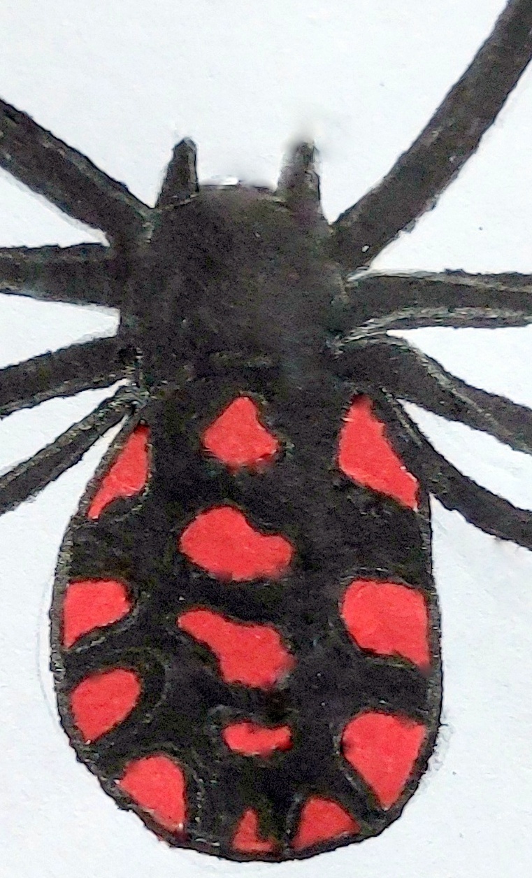 Araneidi d’interesse clinico in medicina veterinaria