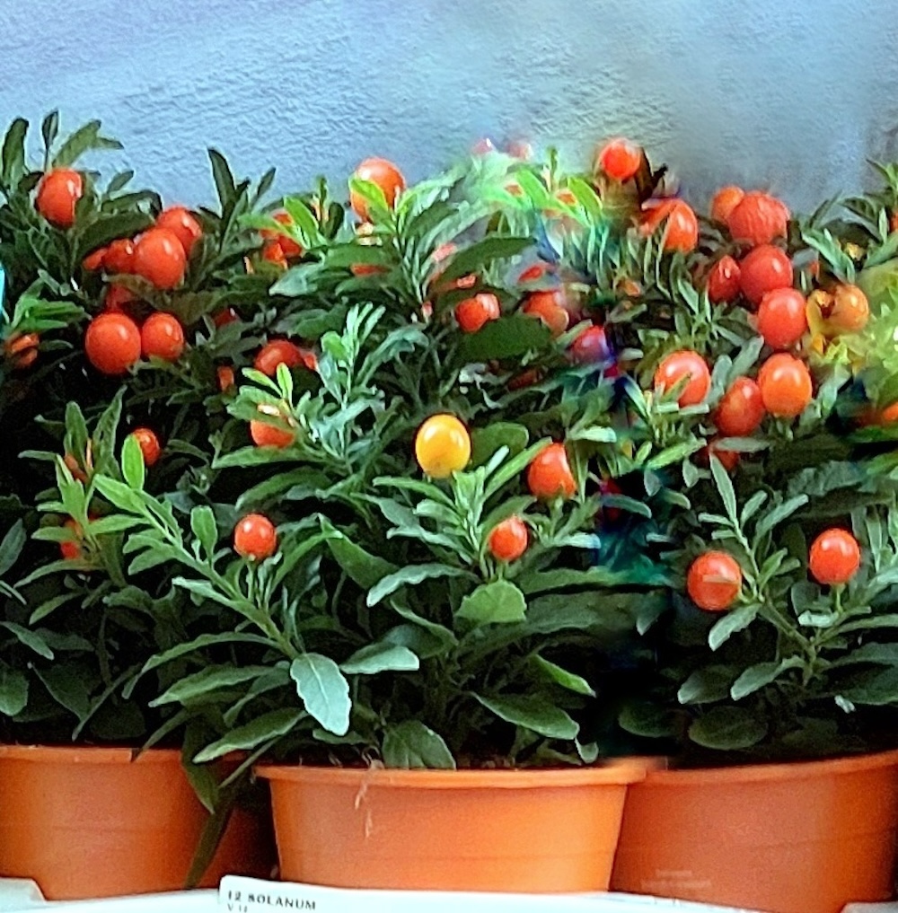 Piante ornamentali natalizie: rischi e sicurezza per i pet nell’ambiente domestico